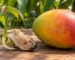Germination d'un noyau de mangue, mangue germée et fruit