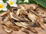 Semences plumeria, graines de frangipanier, plumeria, frangipani, graines de plumeria