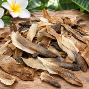 Semences plumeria, graines de frangipanier, plumeria, frangipani, graines de plumeria
