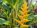 Heliconia champneiana, Heliconia bourgaeana, Heliconia champneiana cv. Maya Gold, Floraison héliconie 'Maya Gold', Heliconia champneiana 'Maya Gold', Floraison d'Heliconia bourgaeana 'Maya Gold'