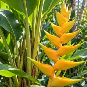 Heliconia champneiana, Heliconia bourgaeana, Heliconia champneiana cv. Maya Gold, Floraison héliconie 'Maya Gold', Heliconia champneiana 'Maya Gold', Floraison d'Heliconia bourgaeana 'Maya Gold'
