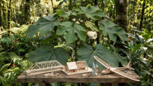 Ochroma pyramidale, Balsa, Balsa en milieu naturel, maquettes en bois de Balsa