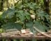 Ochroma pyramidale, Balsa, Balsa en milieu naturel, maquettes en bois de Balsa