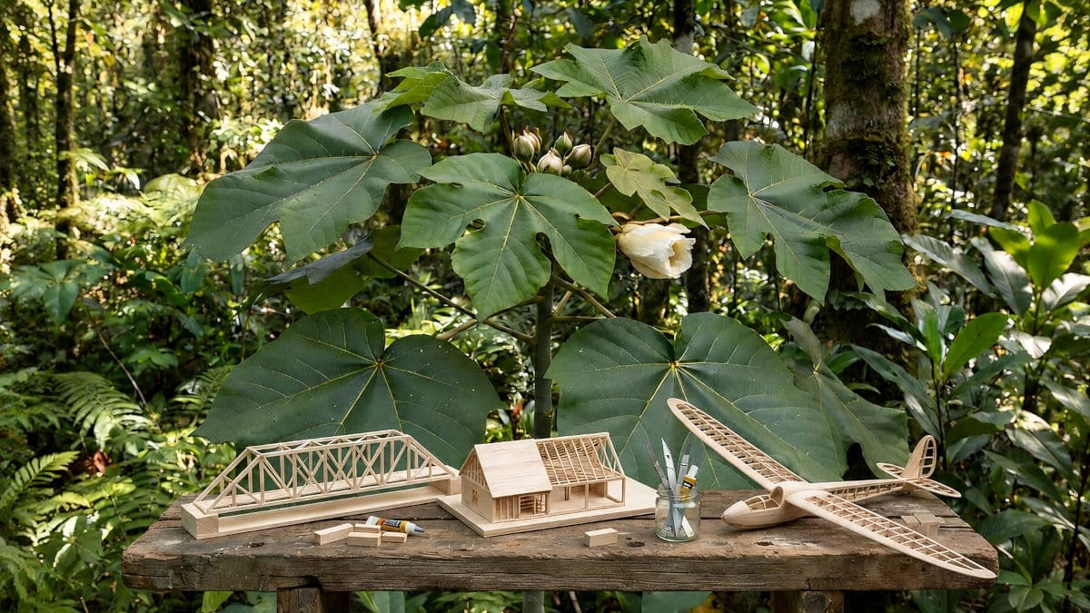 Ochroma pyramidale, Balsa, Balsa en milieu naturel, maquettes en bois de Balsa