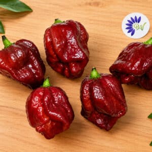 Piments Trinidad Scorpion Brown, Fruits de Piment Trinidad Scorpion brown