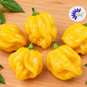 Graines de Piment Trinidad Scorpion jaune, Piments Trinidad Scorpion jaune, Fruits de Capsicum chinense 'Trinidad Scorpion Yellow'