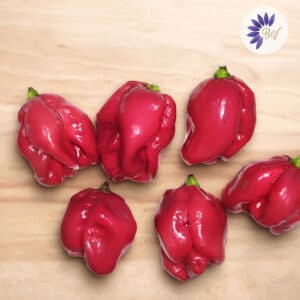Piment Trinidad Scorpion Red, Fruits de Piment Triindad scorpion, Piments Trinidad Scoprion