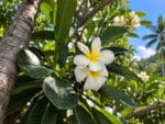 Plumeria alba, Floraison et feuillage de Plumeria alba, Frangipanier blanc, Plumeria blanc