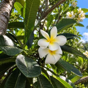 Plumeria alba, Floraison et feuillage de Plumeria alba, Frangipanier blanc, Plumeria blanc