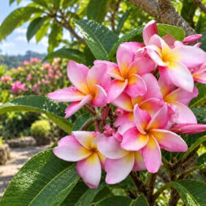 Plumeria rubra cv. Chompoosin, Frangipanier cv. Chompoosin, Plumeria 'Chompoosin'