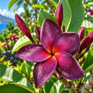 Plumeria rubra cv. Black Purple, Fleurs de Frangipanier 'Black Purple', Plumeria 'Black Purple', Frangipanier 'Black Purple'