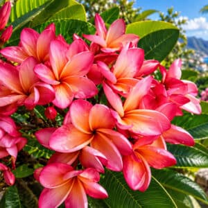 Plumeria rubra cv. Dang Som, Fleurs de Frangipanier 'Dang Som', Floraison de Plumeria 'Dang Som', Frangipanier 'Dang Som'