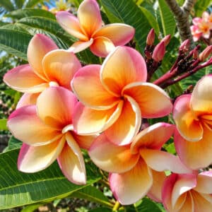 Plumeria rubra cv. Imperial Topaz, Fleurs de Frangipanier 'Imperial Topaz' , Frangipanier 'Imperial Topaz', Plumeria 'Imperial Topaz'