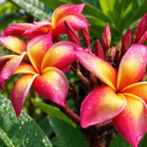 Plumeria rubra 'Jeannie Moragne', Frangipanier 'Jeannie Moragne', Fleur de Plumeria rubra 'Jeannie Moragne', Fleur de frangipanier 'Jeannie Moragne'