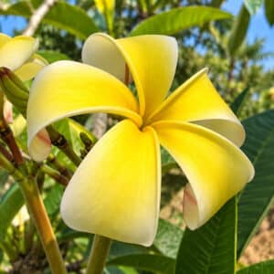Plumeria rubra, Frangipanier, Fleur de Plumeria rubra 'Junjampha', Fleur de frangipanier jaune 'Junjampha', Plumeria Junjampha, Frangipanier Junjampha