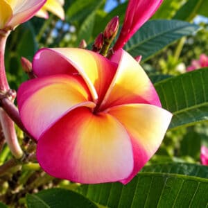 Frangipanier 'Magenta', Plumeria 'Magenta', Fleur de Frangipanier 'Magenta', Plumeria rubra cv. 'Magenta"