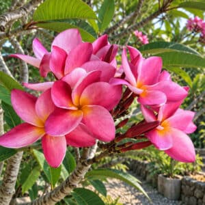 Plumeria rubra cv. Pink Bannakan, Fleurs de Frangipanier 'Pink Bannakan', Plumeria'Pink Bannakan', Frangipanier 'Pink Bannakan'