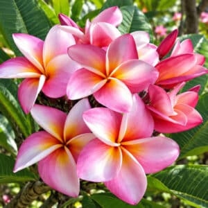 Plumeria rubra cv. Pink diamond, Fleurs de Frangipanier 'Pink diamond', Plumeria 'Pink diamond', Frangipanier 'Pink diamond',