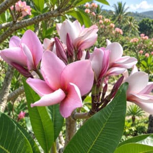 Plumeria rubra cv. Purple Jack, Fleurs de Frangipanier 'Purple Jack', Plumeria Purple Jack, Frangipanier 'Purple Jack