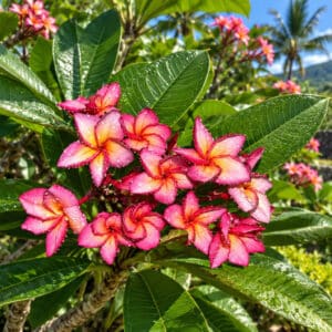 Plumeria rubra cv. Purple Jade, Fleurs de Frangipanier 'Purple Jade', Plumeria 'Purple Jade', Frangipanier 'Purple Jade'