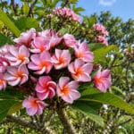 Plumeria rubra cv. Purple One, Fleurs de Frangipanier 'Purple One', Plumeria 'Purple One', Frangipanier 'Purple One'