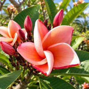 Plumeria rubra cv. Salmon Pink, Fleurs de Frangipanier 'Salmon Pink', Floraison de Plumeria 'Salmon Pink', Frangipanier ' Salmon Pink', Plumeria ' Salmonpink'