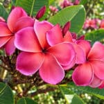 Plumeria rubra cv. Sexy Pink, Fleurs de Frangipanier 'Sexy Pink', Plumeria 'Sexy Pink', Frangipanier 'Sexy Pink'
