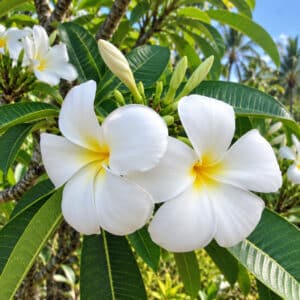 Plumeria rubra cv. Snow white, Fleurs de Frangipanier 'Snow white', Plumeria 'Snow white', Frangipanier 'Snow white', Plumeria 'Neige blanche ', Frangipanier 'Snow white'