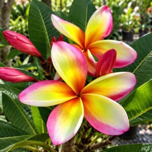 Plumeria rubra cv. Spender, Fleurs de Frangipanier 'Spender', Plumeria 'Spender', Frangipanier 'Spender'
