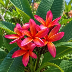 Plumeria rubra cv. Star Moragne, Fleurs de Frangipanier 'Star Moragne', Plumeria 'Star Moragne', Frangipanier 'Star Moragne'