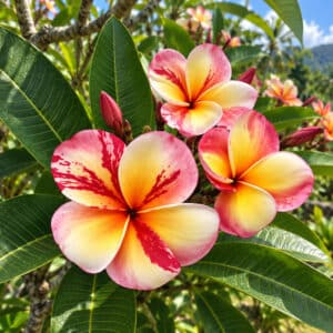 Plumeria rubra cv. Top Angel, Fleurs de Frangipanier 'Top Angel', Plumeria 'Top Angel', Frangipanier 'Top Angel'