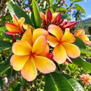 Plumeria rubra cv. Yellow Sun, Fleurs de Frangipanier 'Yellow Sun', Plumeria 'Yellow Sun', Frangipanier 'Yellow Sun'