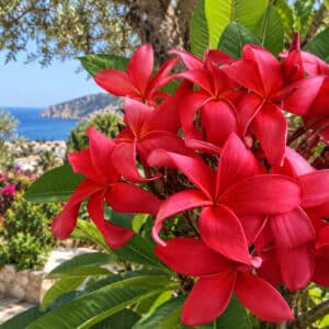 Frangipanier 'Daeng Aubon', Plumeria Daeng Aubon, Plumeria rubra cv Daeng aubon, Plumeria 'Red Tourmaline', Frangipanier 'Red Tourmaline'