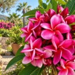 Plumeria rubra cv. Hong Dang, Frangipanier Hong Dang, Fleurs de Frangipanier Hong dang