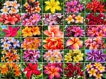 Plumeria rubra, Fleurs de Frangipanier, Plumeria en mélange', Frangipanier en mélange, Plumeria mix