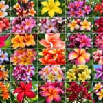 Plumeria rubra, Fleurs de Frangipanier, Plumeria en mélange', Frangipanier en mélange, Plumeria mix