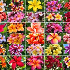 Plumeria rubra, Fleurs de Frangipanier, Plumeria en mélange', Frangipanier en mélange, Plumeria mix