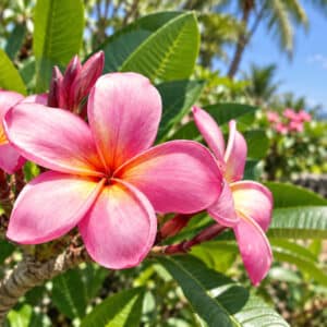 Plumeria rubra, Frangipanier, Fleur de Plumeria rubra 'Pinky', Fleur de frangipanier rose 'Pinky'