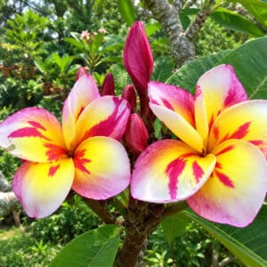 Plumeria 'Three Kings', Fleurs de Frangipanier 'Three Kings', Fleurs de Plumeria rubra cv. Three Kings, Fleurs de Frangipanier 'Three Kings'