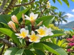 Plumeria alba floraison, Bouquet de fleurs en partie terminale de frangipanier blanc, Fleurs de Plumeria alba