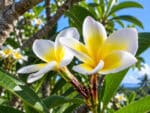 Plumeria alba, Frangipanier blanc, fleurs de plumeria alba, fleurs de frangipanier blanc