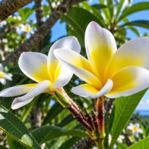 Plumeria alba, Frangipanier blanc, fleurs de plumeria alba, fleurs de frangipanier blanc