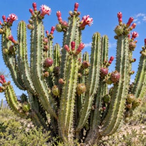 Stenocereus queretaroensis, Pitaya de Querétaro, plant de Pitaya de Querétaro, plant de Stenocereus queretaroensis
