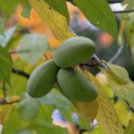 Fruits d'Asimina triloba, Infrutescence de Paw Paw, Infrutescence d'Asiminier trilobé, Fructification d'Asimina triloba, Fructification de Paw Paw, Fructification d'Asiminier trilobé, Infrutescence d'Asimina triloba, Fruits de Paw Paw, Fruits d'Asiminier trilobé, Asimina triloba, Paw Paw, Asiminier trilobé
