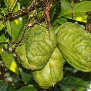 Graines de Cola acuminata, graines de Kola