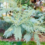 Feuilles et fleurs de Acacia dealbata, Feuillage de Mimosa d'hiver, Feuilles de Mimosa d'hiver, Acacia dealbata, Mimosa d'hiver, Mimosa dealbata
