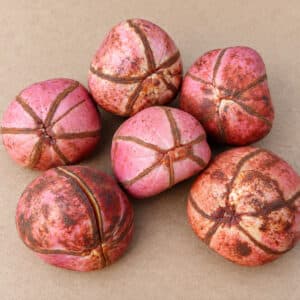 Noix multilobées de Cola acuminata, Noix de cola rouges, Noix de Cola acuminata, Noix de cola, Kola, Cola acuminata