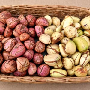 Noix de cola rouges de Cola acuminata, Noix de cola blanches de Cola nitida, Noix de Cola acuminata, Noix de Cola nitida, Cola acuminata, Cola nitida, Grande Kola, Petite Kola, Semences de Grande Kola, Semences de Petite Kola
