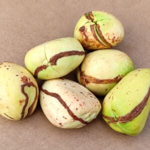 Noix de Cola nitida, Noix de Grande Kola, Noix de cola blanches, Cola nitida, Grande Kola, Semences de Cola nitida, Semences de Grande Kola